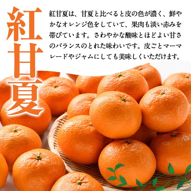 ＜先行予約受付中！2027年1月中旬以降順次発送予定＞訳あり紅甘夏(約20kg) 国産 鹿児島県 阿久根市 果実 果物 フルーツ 柑橘 紅甘夏 みかん ミカン 期間限定 数量限定【桐野柑橘株式会社】akn070-09