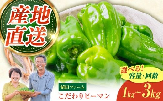 【全6回定期便】高知県産 植田ファームのこだわりピーマン 2kg〈2026年10月1日～2027年6月下旬〉 ピーマン 甘い 新鮮野菜 サラダ 野菜 おかず 詰め合わせ 絶品 お取り寄せ 美味しい 料理 おうちごはん 新鮮 高知県 土佐市【株式会社植田ファーム】[BQAT027]