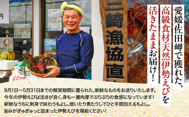 【先行予約】【数量限定】産地直送！活き伊勢えび 約400g×2尾 ※北海道・東北地方・沖縄・離島への配送不可（2026年9月5日頃より順次発送） IKTJ015