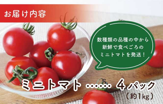 G3702 【先行予約】こだわり ミニトマト 4パック 合計 約1kg【選手権 金賞受賞 日本野菜ソムリエ協会 新鮮 野菜 泉佐野産 とまと やさい 高評価 数量限定】