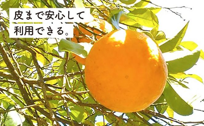 【先行受付】甘夏 5kg 【2026年3月下旬以降順次発送】【栽培期間中農薬・化学肥料不使用】 糸島市 / 大石ファーム [ATE044]