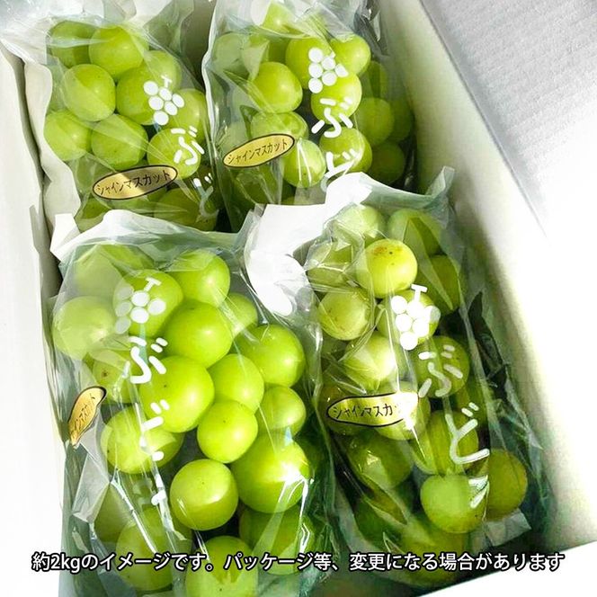 シャインマスカット 約2kg【朝採り】【フルーツ・果物