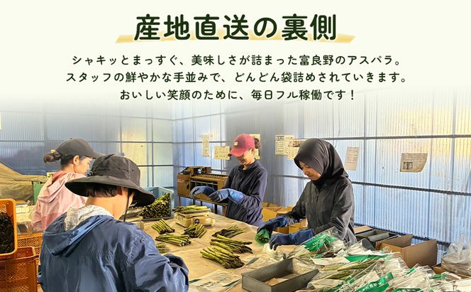 2027年春発送！ふらの グリーンアスパラ 約1.5kg [ 数量限定 先着順 アスパラ アスパラガス 野菜 新鮮 直送 北海道 富良野 ]