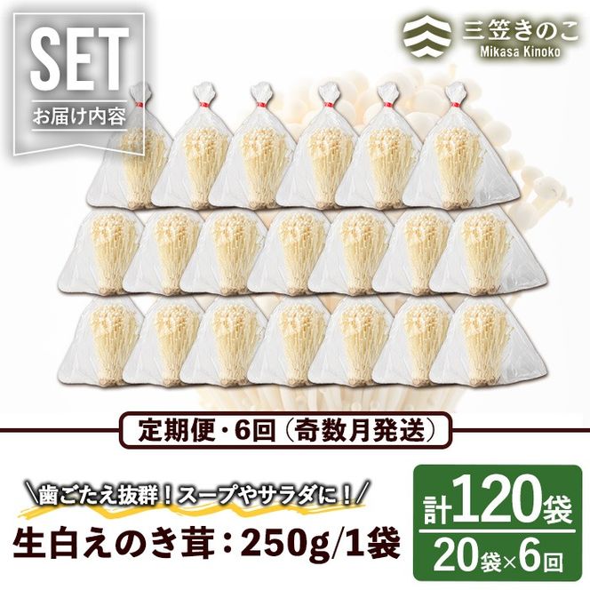 ＜定期便(奇数月)・全6回＞生白えのき茸(計120袋・20袋×6回)国産 エノキ きのこ キノコ 個包装【三笠えのき茸生産組合】akn010-24