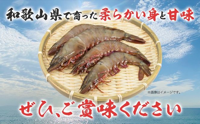 ＜先行予約＞紀州和歌山産天然足赤えび 540g(270g×2パック) 化粧箱入 魚鶴商店《11月上旬-2月上旬頃出荷》和歌山県 日高川町 足赤えび えび エビ---wshg_fuot96_11j2j_24_20000_2p---