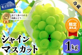 【ふるプレ限定品】【2026年発送】山梨県産 シャインマスカット約1㎏（2～3房） シャインマスカット ぶどう