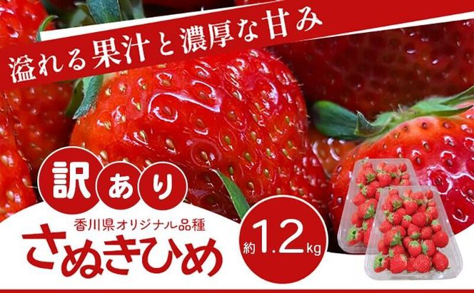 いちご さぬきひめ 訳あり 香川県オリジナル品種 1.2kg 不揃い 小粒 加工用 ジャム スムージー ソース スイーツ 苺 さぬき姫 ストロベリー フルーツ 果物 くだもの 冷蔵 お取り寄せ 五色青果 香川県 東かがわ市 46312611