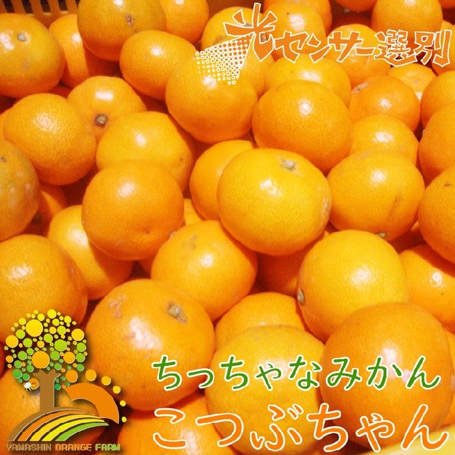 ちっちゃな 有田みかん こつぶみかん 5kg （3S～Sサイズ混合）| 小粒 光センサー選別 温州みかん みかん 柑橘 果物 くだもの フルーツ