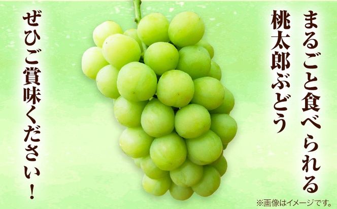 岡山県産桃太郎ぶどう 2房（480g以上）ハウス栽培 先行受付 《7月中旬-8月下旬頃出荷》【配送不可地域あり】---H-67---