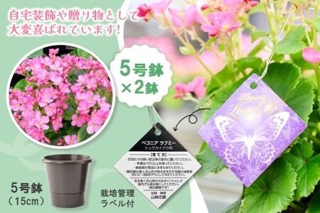 【先行受付9月より発送 数量･期間限定】鉢花 ベゴニア・ラブミー 5号鉢×2鉢【鉢花 ふるさと納税 敬老の日ギフト ベゴニア】(H069115)