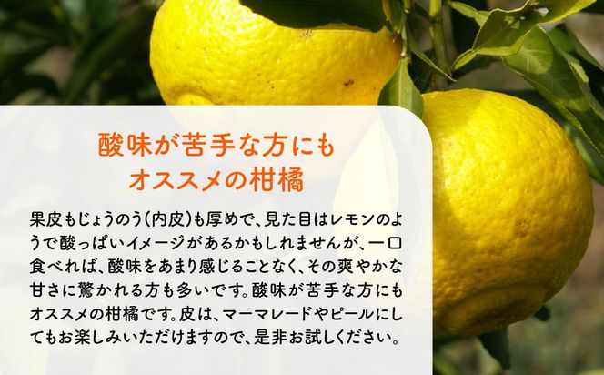 【先行予約】はるか5kg（2027年1月下旬より順次発送） IKTF036