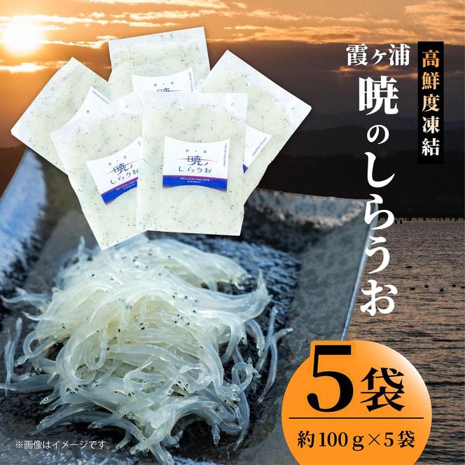霞ヶ浦　暁のしらうお　約100g×5パック|茨城県 行方市 ふるさと納税 白魚 しらうお 海鮮（GT-6）
