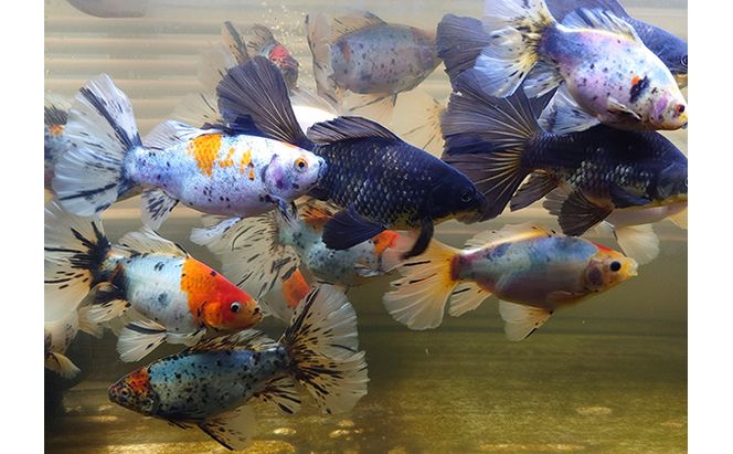 尾がハート型の寿恵廣錦（すえひろにしき） 地域のお礼の品 カタログ 生き物 ガラス水槽 飼育 生体 魚 