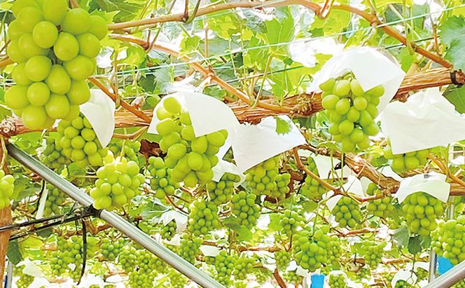 ぶどう 2026年 先行予約 【2回定期便】 シャイン マスカット 晴王 2房（合計約1kg） ブドウ 葡萄  岡山県産 国産 フルーツ 果物 ギフト デザート 食後 酸味が少ない 9月・10月にお届け ハレノフルーツ