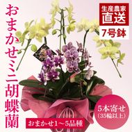 花農家応援企画！！おまかせミニ胡蝶蘭（5本寄せ）【お花 花 コチョウラン 胡蝶蘭 蘭 ラッピング 贈り物 プレゼント 誕生日 お祝い 誕生日 母の日 父の日 敬老の日 鹿嶋市 茨城県】（KAR-11）