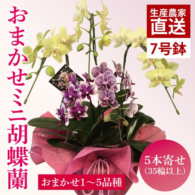 花農家応援企画！！おまかせミニ胡蝶蘭（5本寄せ）【お花 花 コチョウラン 胡蝶蘭 蘭 ラッピング 贈り物 プレゼント 誕生日 お祝い 誕生日 母の日 父の日 敬老の日 鹿嶋市 茨城県】（KAR-11）