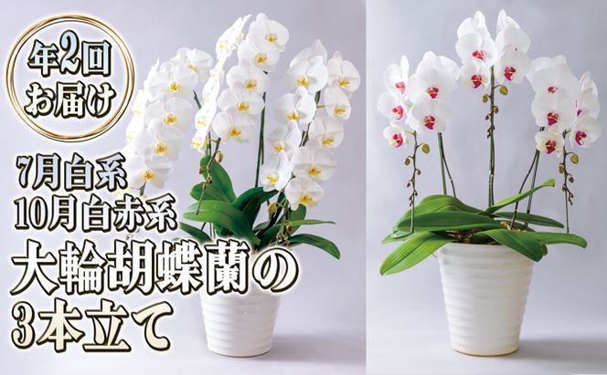 大輪胡蝶蘭の3本立ての年2回お届け（7月：白系、10月：白赤系）胡蝶蘭 花 ギフト プレゼント お祝い 贈り物  インテリア 植物 