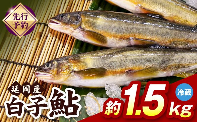【先行予約】2026年10月下旬より発送開始【冷蔵】白子鮎約1.5kg N070-YA865-1