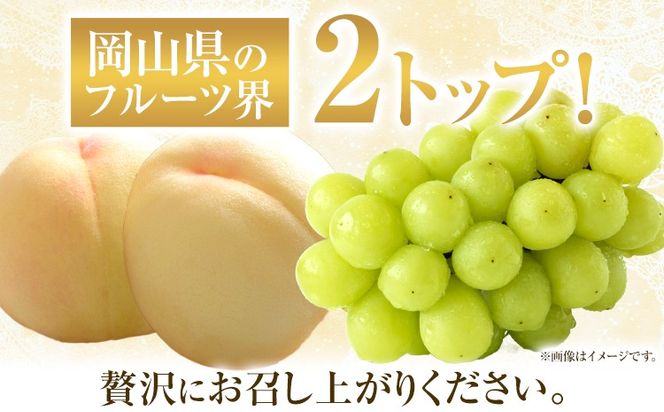 【先行予約】岡山白桃 & シャインマスカット（晴王）セット 選べる サイズ 数 有限会社ホーティカルチャー神島《7月上旬-8月中旬頃出荷》岡山県 笠岡市 桃 白桃 もも 岡山白桃 シャインマスカット マスカット ぶどう 晴王【配送不可地域あり】---H-79---
