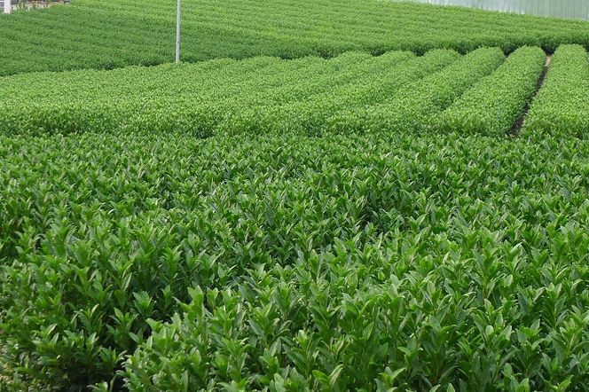 京都茶匠きよ泉の宇治新茶3袋セット〈お茶 茶 新茶 緑茶 煎茶 セット 茶葉 飲料〉