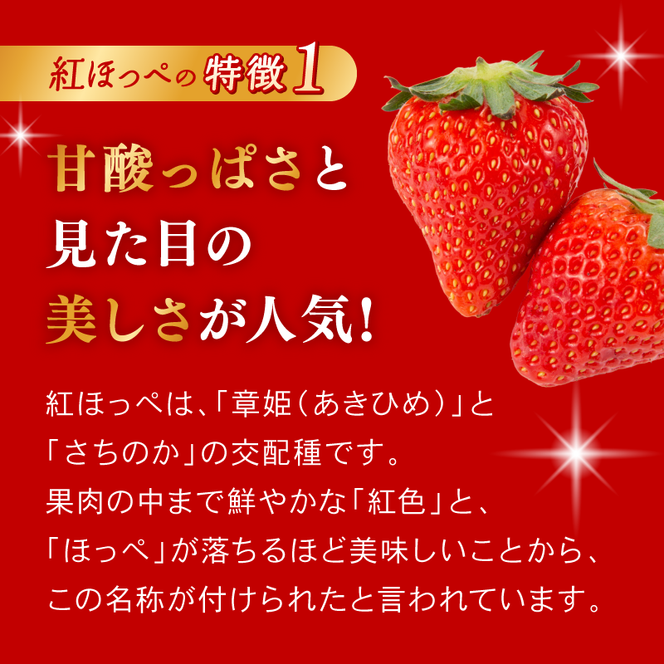 大河原町のいちご 完熟いちご 2パック 果物 フルーツ 苺 紅ほっぺ かおり みずみずしい ジューシー 期間限定 季節限定 いちご 小分け