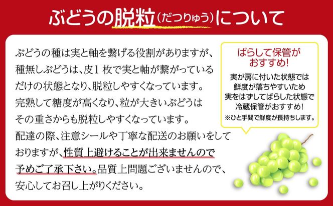 【先行予約】富士の輝 約1kg 冷蔵 種無し 種なし 家庭用 シャインマスカット ブドウ ぶどう 品種 果物 甘い 巨峰 美味しい 希少 人気 ランキング おすすめ 福島県 田村市 鈴木農園