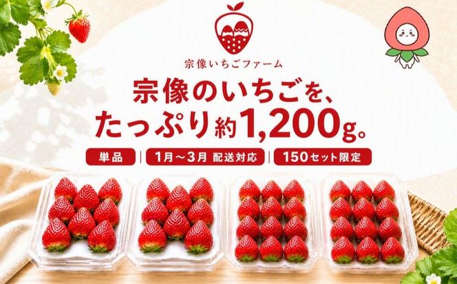 【先行予約】【2027年1月より順次発送】人気のいちご 2品種食べ比べセット【宗像いちごファーム】_HA2067 苺 イチゴ あまおう おいCベリー 福岡県宗像市 宗像市 福岡 宗像