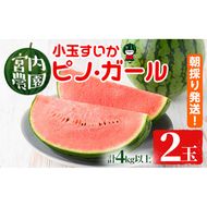 【0165005a】小玉すいか・ピノ・ガール(2玉・計4kg以上) 果物 果実 フルーツ スイカ ピノガール 数量限定 期間限定【宮内農園】
