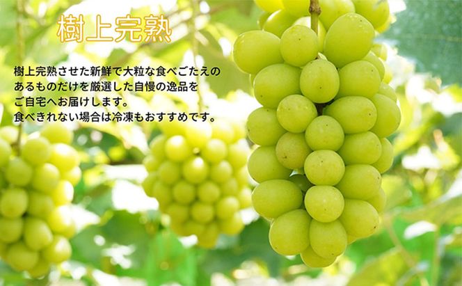 厳選 シャインマスカット 2～3房 合計1.7kg以上 産地直送 朝採れ ぶどう 葡萄 Kawahara Green Farm 岡山県産 2026年 先行予約