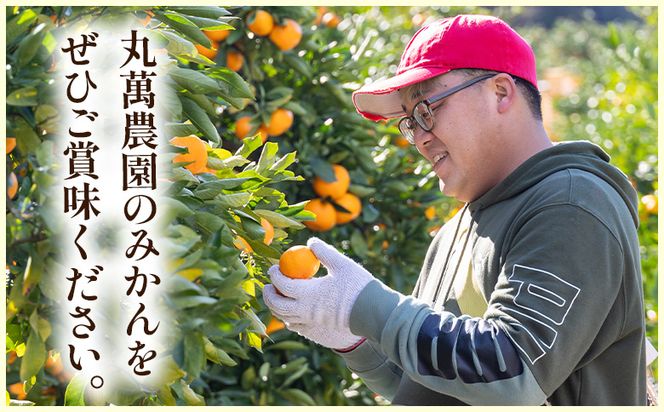 グリーンみかん(2S～Mサイズ) 5kg 家庭用 【2026年出荷分】丸萬農園 mn-0016