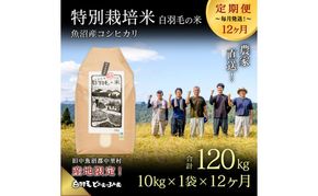【通年受付】≪令和8年産≫【定期便／全12回】農家直送！魚沼産コシヒカリ特別栽培「白羽毛の米」精米(10kg×1袋)×12回 120kg お米