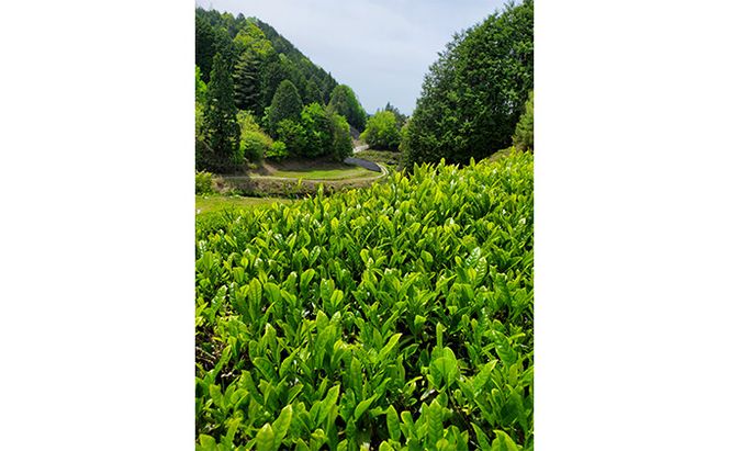 特選有機宇治茶3本詰合せ〈有機 オーガニック 煎茶 極上煎茶 高級 特選 玉露 緑茶 深蒸し茶 茶葉 お茶葉 お茶 茶 茶筒〉 缶 