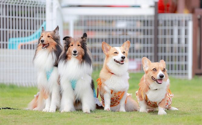 エゾシカ肉 を使った愛犬の おやつ F 南富フーズ株式会社 鹿肉 ジビエ 餌 犬 猫 鹿 詰め合わせ ペット 健康 無添加 肉 北海道 国産 ペットフード ジャーキー ふりかけ 高たんぱく 低カロリー セット 手づくり 