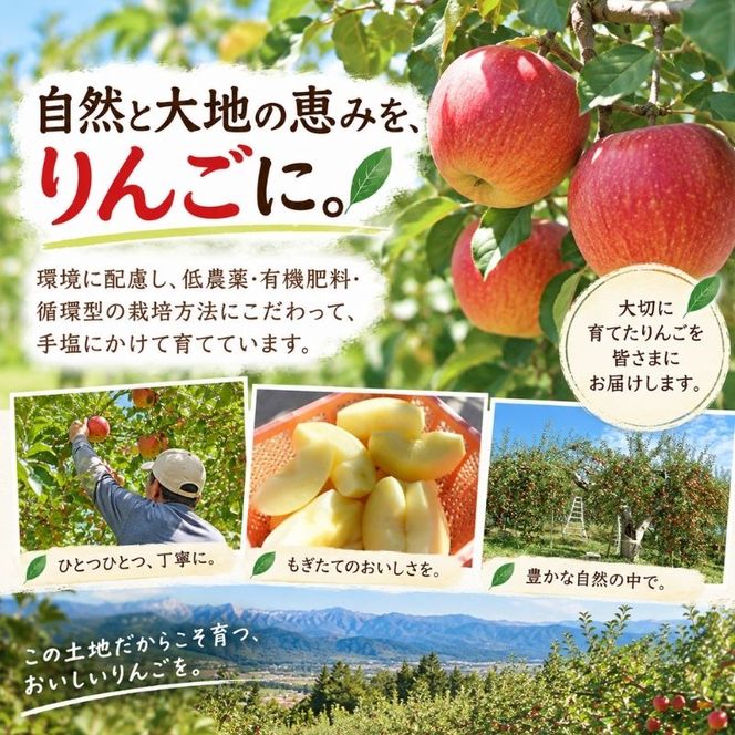 長野県下最大級 りんご狩り体験 りんご狩り発祥園 体験チケット 環境 優しい 安心 安全 こだわり 低農薬 有機肥料 循環型 定番 オリジナル 新品種　 
