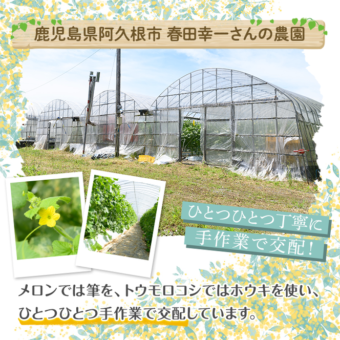 ＜先行予約受付中！2026年5月下旬以降順次発送予定＞厳選摘果！とうもろこし(15本・品種・ゴールドラッシュ) 国産 旬 野菜 青果 トウモロコシ 厳選 高糖度 冷蔵 期間限定 数量限定 【春田幸一】akn082-01