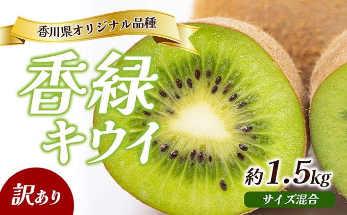 キウイ 香緑 こうりょく 訳あり 香川県産 約1.5kg サイズ混合 不揃い キズあり エメラルドグリーンの果肉 程よい酸味 高糖度 香川県オリジナル品種 追熟 食べごろ デザート グリーンキウイ キウイフルーツ フルーツ 果物 五色青果 香川 香川県 東かがわ市
