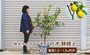 苗木 レモン 特大サイズ レモンの木 鉢植え グレー鉢 1個 植物 ガーデン ※配送不可:北海道、沖縄、離島 果物類 柑橘類 檸檬 