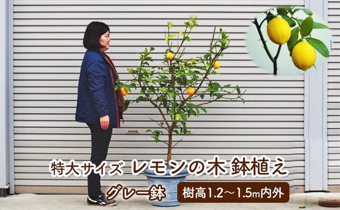 苗木 レモン 特大サイズ レモンの木 鉢植え グレー鉢 1個 植物 ガーデン ※配送不可:北海道、沖縄、離島 果物類 柑橘類 檸檬 