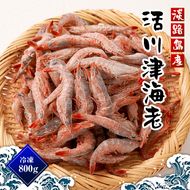 淡路島産 活川津エビ 800g　　[えび 海老]