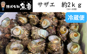 サザエ　約2ｋｇ　（16個～30個）日本海の新鮮なサザエをお届けします！ 冷蔵便 サザエ 栄螺 貝 海鮮 BBQ さざえご飯 壺焼き 刺身 バーベキュー 大きさ不揃い 訳あり 海鮮 夏休み BBQ バーベキュー キャンプ お盆 海 大人気 国産