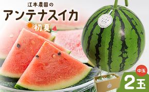 スイカ 江本農園の初夏のアンテナスイカ2玉 数量限定 のし 熨斗 高知県産 果物 くだもの フルーツ すいか 西瓜 スイカ 糖 完熟 甘い みずみずしい 瑞々しい ハウス栽培   em-0034