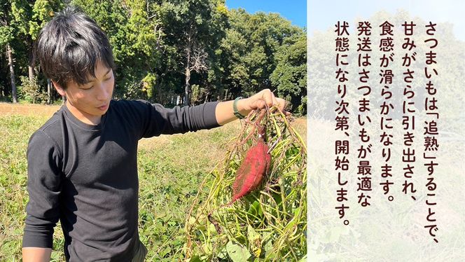 【 先行予約 】 土付き無選別 茨城県産 紅はるか 5kg 【 2024年11月より順次発送 】 さつまいも 芋 サツマイモ 甘い 焼き芋 スイートポテト ねっとり 土付き 無選別 [DX08-NT]