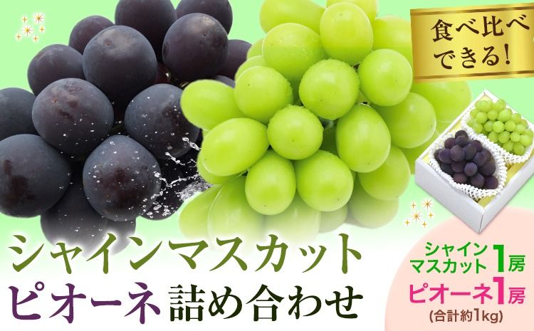 [2026年発送先行予約]シャインマスカット・ピオーネ詰め合わせ 約1.0kg マスカット 葡萄 ブドウ ぶどう ピオーネ フルーツ セット 晴れの国おかやま館 [2026年8月下旬-9月中旬頃出荷] フルーツ 果物 果実 岡山県 矢掛町---ofn_choksp_h8_25_22000_10---