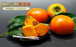 【福岡県朝倉産】もぎたて樹上完熟富有柿 木の上でじっくり熟した、みずみずしく濃厚な甘み ［一番美味しい時期にお届け］正品 化粧箱 L玉 12玉入り 約3Kg詰