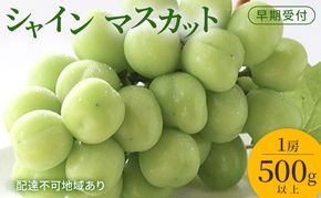ぶどう 早期受付 シャイン マスカット 1房（500g以上） ブドウ 葡萄 岡山県産 国産 フルーツ 果物 ギフト 桃茂実苑