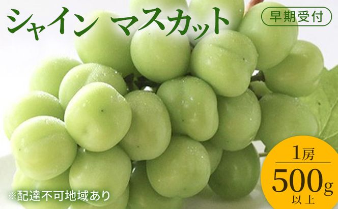 ぶどう 早期受付 シャイン マスカット 1房（500g以上） ブドウ 葡萄 岡山県産 国産 フルーツ 果物 ギフト 桃茂実苑