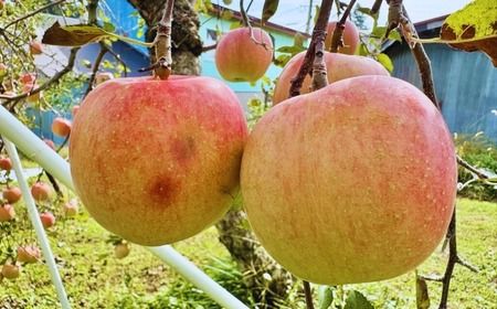 【先行予約】 【訳あり】サンふじ 約10kg (22〜40玉）（2025年12月中旬から発送） (7-A39-3) 長野県 飯山市 おすすめ ランキング おいしい 高評価 大人気 りんご