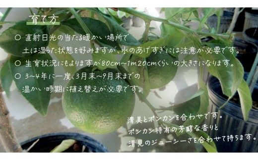 不知火 の 苗 8号ポット 1点 苗木 庭木 果樹 ガーデニング 家庭菜園 園芸 鉢植え 庭木 果物 くだもの  観葉植物 インテリア 植木鉢