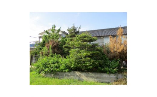 剪定作業　27,000円引きクーポン