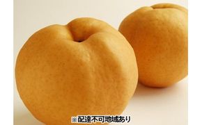 梨 早期受付 岡山 の あたご 梨 2～3玉（2kg以上） 合計2kg以上 なし ナシ  岡山県産 国産 フルーツ 果物 ギフト桃茂実苑 あたご梨 糖度12.5度以上 2キロ 